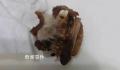 怀化一小学食堂吃出鼠头?官方介入