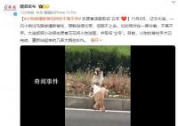 小狗被撞断脊柱同伴不离不弃 重新站起来的几率大概在80%