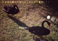 71枚黑天鹅蛋被偷 找到时已孵化2只