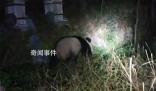 村民夜间偶遇野生大熊猫 村民拍摄记录珍贵一刻