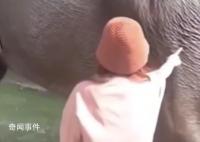 游客在越南摸大象被大象直接放倒 视频引发关注