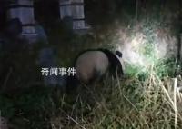 村民夜间偶遇野生大熊猫 村民拍摄记录珍贵一刻
