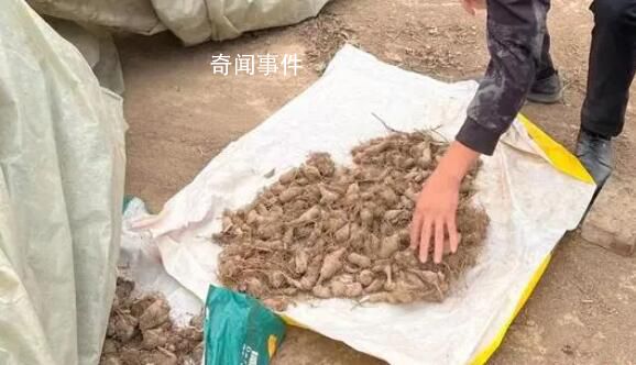 “抢药材”村民:打过招呼能叫抢?