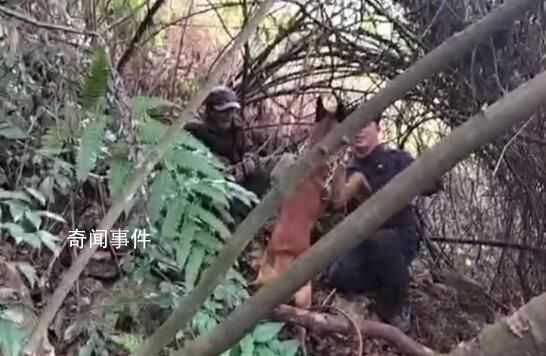 老人深山走失30小时被警犬找到