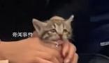 网友发视频称乘客带着小猫坐地铁 引发了关于宠物搭乘公共交通工具的讨论