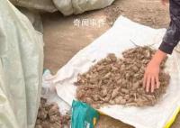 “抢药材”村民:打过招呼能叫抢?