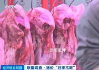 猪肉价格大降超40% 新鲜白条猪销量占比近8成