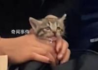 网友发视频称乘客带着小猫坐地铁 引发了关于宠物搭乘公共交通工具的讨论