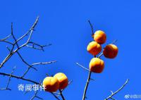 四川的百年柿子瀑布又红了 见者有份柿柿如意
