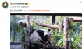 丫丫晒太阳吃果果 网友：丫丫真是越来越好看啦