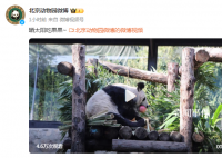 丫丫晒太阳吃果果 网友：丫丫真是越来越好看啦