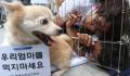 韩国从2027年开始禁食狗肉 给予狗肉从业者三年宽限期