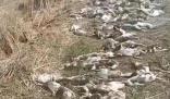 警方调查农户4千只鸭子集体死亡 农户能否获得赔偿