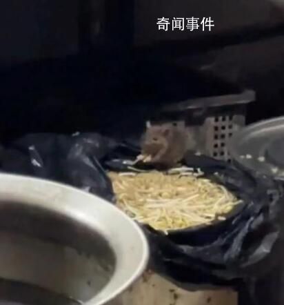 重庆火锅店后厨老鼠吃豆芽 官方通报
