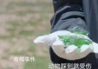 胡歌刘涛争论用完的手纸是否带走