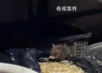 重庆火锅店后厨老鼠吃豆芽 官方通报