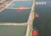 全国超六成锦鲤来自河南 小村庄水里淘金养殖全国超六成锦鲤