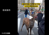 梅花鹿现身闹市大爷大妈围观抚摸