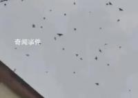 广西辟谣飞鸟盘旋是地震前兆