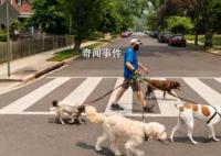 美国多州爆发神秘犬类传染病 尚不清楚发病机理