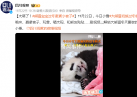 熊猫宝宝过冬裹紧小被子 大熊猫演我过冬状态