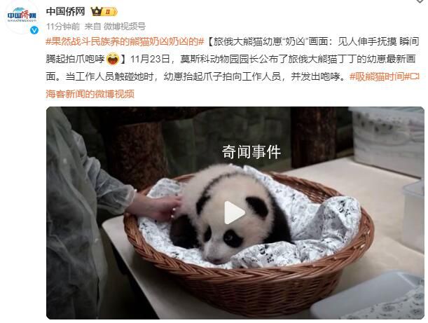 旅俄大熊猫幼崽“奶凶”画面曝光