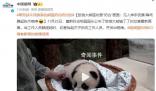 旅俄大熊猫幼崽“奶凶”画面曝光