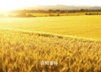 阿根廷谷物贸易几乎瘫痪 大豆玉米和小麦均遭到了不同程度的减产