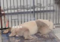七仔连睡觉jiojio都在打拍子 实在是让人惊叹
