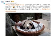 旅俄大熊猫幼崽“奶凶”画面曝光