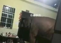 云南一网友吐槽大象频繁进家 咋这么爱来我家呢