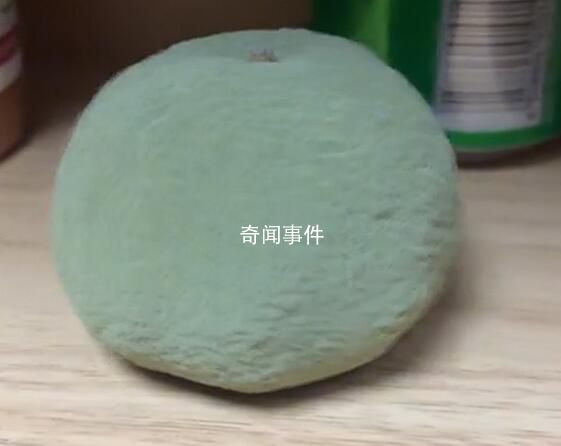 女生无意将沃柑放柜子1周变霉球 比实验室里培养的还要漂亮