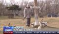 辽宁盘锦40多只猫咪组队守粮仓 呵护猫咪本性生态灭鼠