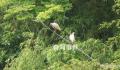中国赠日本朱鹮死亡 曾受雷声惊吓
