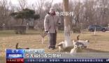辽宁盘锦40多只猫咪组队守粮仓 呵护猫咪本性生态灭鼠