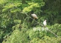 中国赠日本朱鹮死亡 曾受雷声惊吓