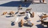 企业养40只猫守护粮仓 网友：养猫千日用猫一时