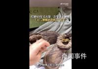 丈夫第一次刷鞋将千元靴变皮干 当时有点崩溃