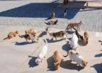 企业养40只猫守护粮仓 网友：养猫千日用猫一时