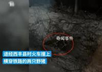 K7541列车与两头野猪相撞致晚点 引发舆论关注
