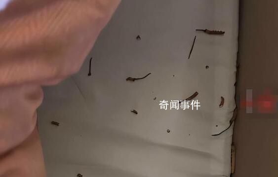 小猫偷吃20根虫草主人含泪赔2千