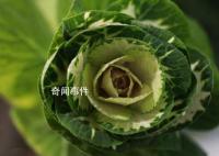 淄博采购滞销白菜免费发放给市民 志愿者助力菜农传递爱心温暖