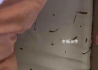 小猫偷吃20根虫草主人含泪赔2千