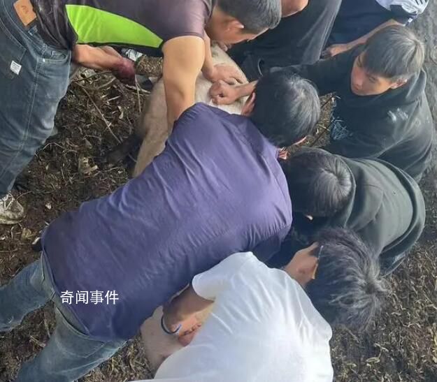 云南部分乡镇倡议不搞“杀猪饭” 引发网友热烈讨论
