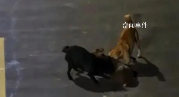 大学生用无人机救遭撕咬保护动物 学生们见状远程救援