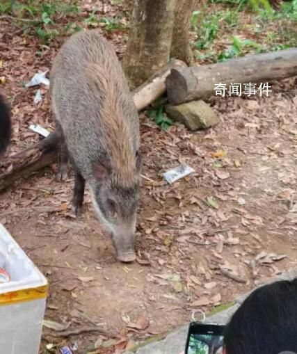 深圳一景区野猪被投喂成网红猪