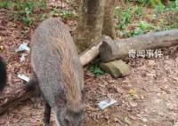 深圳一景区野猪被投喂成网红猪