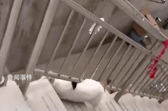 猫咪犟种附体欲跳对面房顶连摔3次