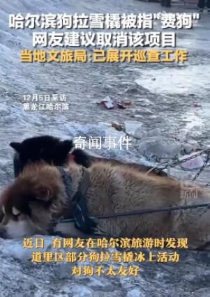 哈尔滨回应网友建议取消狗拉爬犁 引起许多网友关注