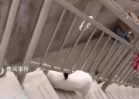 猫咪犟种附体欲跳对面房顶连摔3次